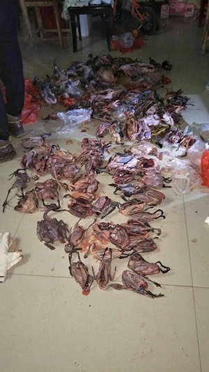 志愿者在姚岗村某养殖场发现大量雁鸭类鸟类死体 。受访者供图